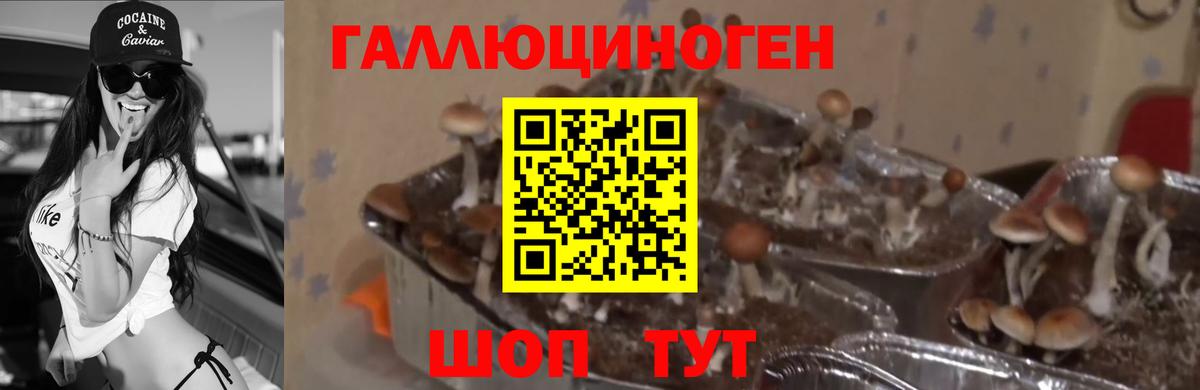 Галлюциногенные грибы MAGIC MUSHROOMS Бугульма